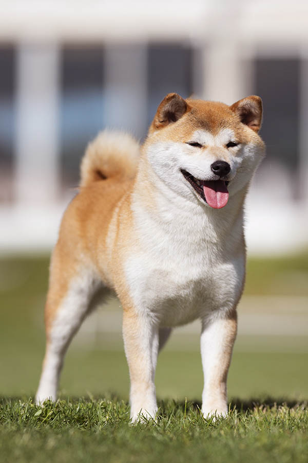 Ayako Go del Biagio