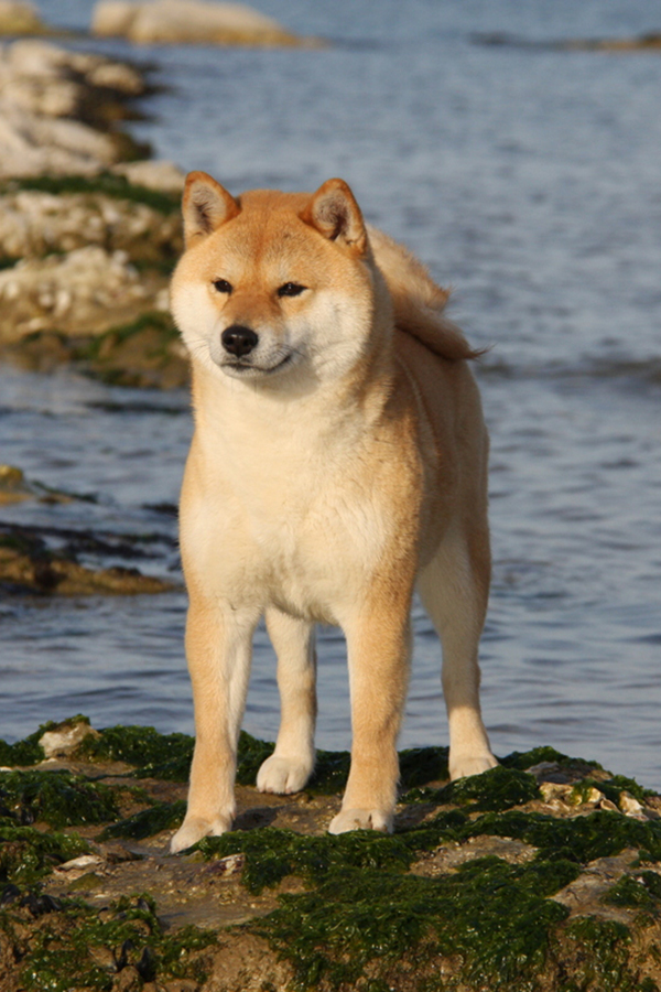 Shiki Go del Biagio