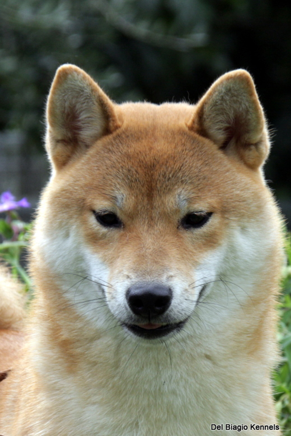 Shinobu Del Biagio